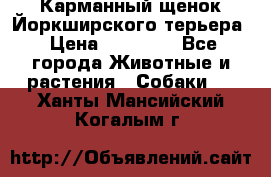 Карманный щенок Йоркширского терьера › Цена ­ 30 000 - Все города Животные и растения » Собаки   . Ханты-Мансийский,Когалым г.